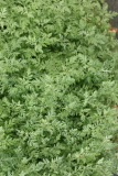 Artemisia pontica RCP5-2014 279.JPG